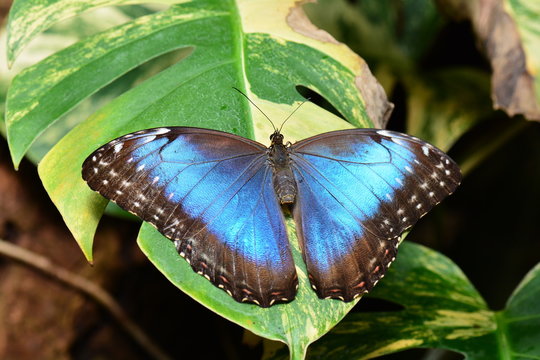 Pretty Blue Morpho butterfly lands in the gardens showing off its beauty.