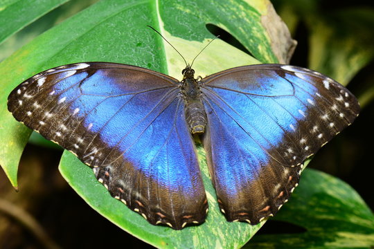 Pretty Blue Morpho butterfly lands in the gardens showing off its beauty.