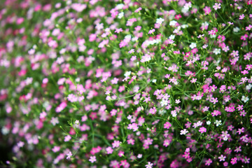 Fototapeta premium gypsophila flower