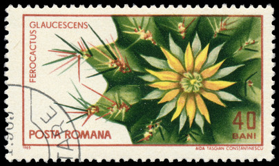 Stamp printed  in Romania shows Ferocactus Glaucescens