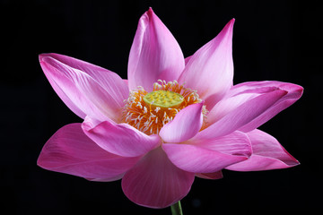 lotus flower isolated on black background.
