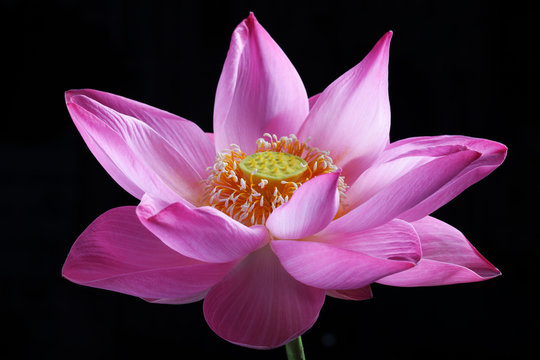 Fototapeta lotus flower isolated on black background.