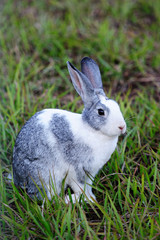 gray bunny on grass
