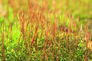 green forest moss closeup