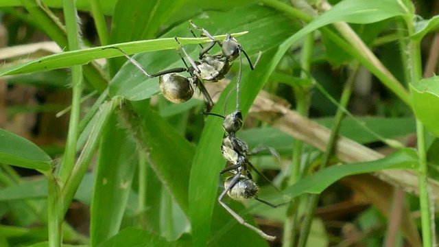 Two large black ant attack for usurp territory in tropical rain forest, Thailand.