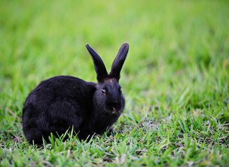 black rabbit on grass