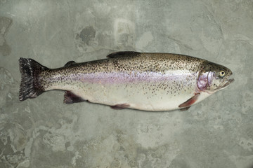 Large Whole Rainbow Trout on Green Slate Background