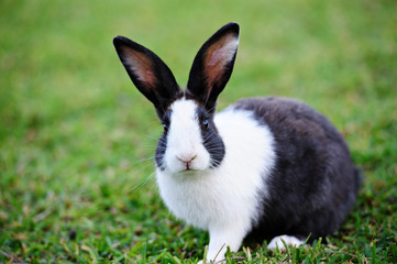 black rabbit on grass
