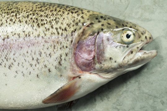 Large Trout on a Green Slate Background