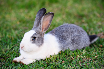 Fototapeta premium cute rabbit on grass