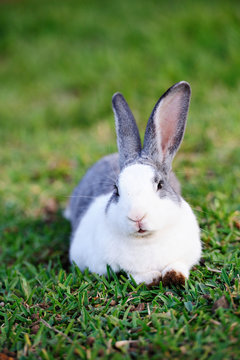 portrait of gray rabbit