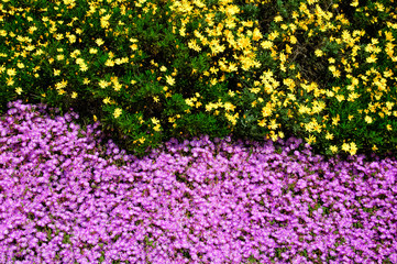 Yellow and purple flowers, in Blanes Botanic garden, Spain