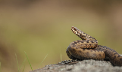 Common Adder