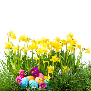 Easter background with daffodil flowers and eggs