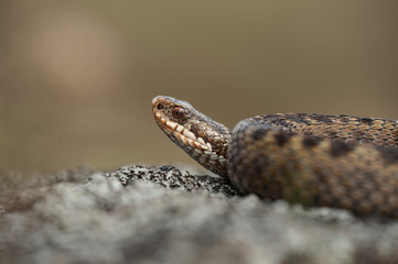 Common Adder