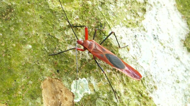Kapok bug (Odontopus nigricornis Stal) on tree.