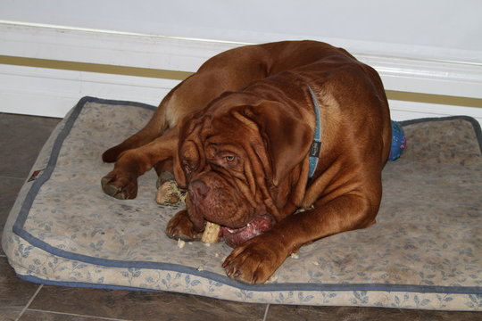 Dog Chewing Treat On Bed