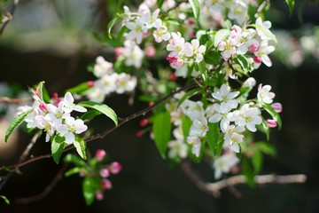Apple tree branch in bloom in bright daylight.