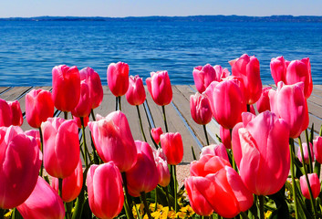 Tulpenblüte in Bardolino am Gardasee, Italien