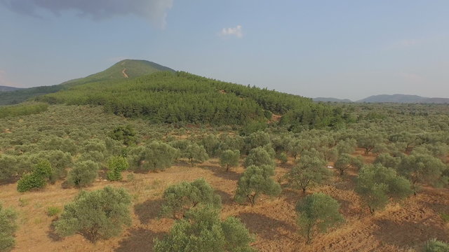 Olive Trees at the Edge of the Hill