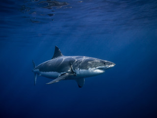 Fototapeta premium Tagged Great white shark for conservation under sun rays in the blue Pacific Ocean at Guadalupe Island in Mexico
