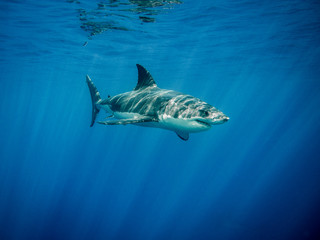 Obraz premium Great white shark under sun rays in the blue Pacific Ocean at Guadalupe Island in Mexico