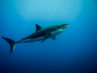 Fototapeta premium Great white shark swimming in the blue Pacific Ocean at Guadalupe Island in Mexico
