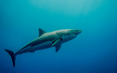 Fototapeta na wymiar Tagged great white shark for conservation swimming in the blue Pacific Ocean at Guadalupe Island in Mexico