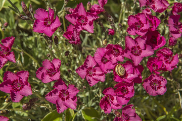Dianthus, pink wild carnation, snail, Spain,