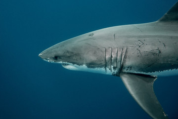 Fototapeta premium Great white shark in the depths of the Pacific Ocean at Guadalupe Island in Mexico
