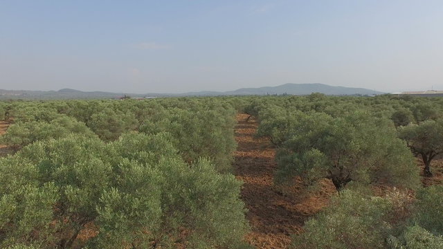 Flying Above Olive Trees