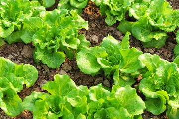 green lettuce crops in growth at vegetable garden