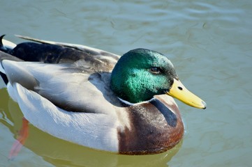 Mallard Duck