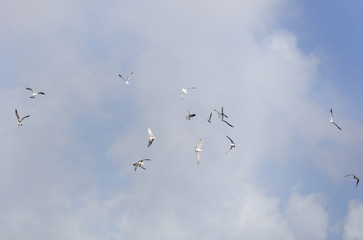 Sea Gulls In a Group