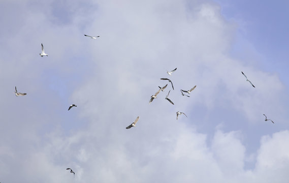 Sea Gulls In a Group