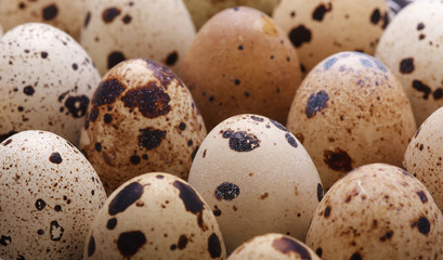 raw quail eggs closeup in plastic packaging