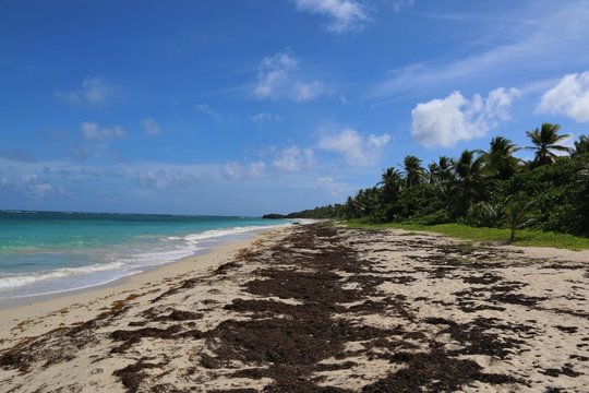 Anse Grosse Roche, sargasses