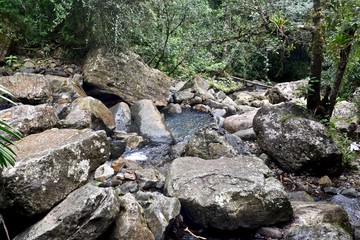 Tropical rain forest