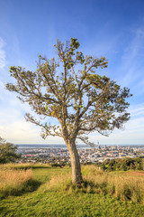 Fototapeta na wymiar Lone pine tree with beautiful city view background.