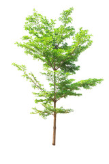 Fototapeta premium Tree isolated on white background