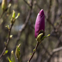 Blooming magnolia branch on a tree in the garden. Flowering magnolia tree densely covered with beautiful fresh pink flowers