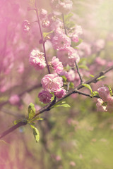 Cherry blossoms on a branch in the sunshine. Tonning photo
