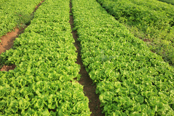 green lettuce and celery crops in growth at vegetable garden