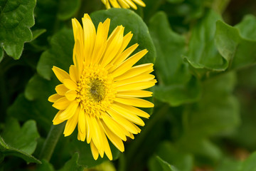 Yellow Daisy