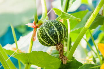 Small pumpkin organic farm