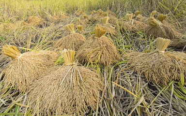 bundle of rice on the rice field