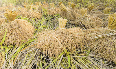 bundle of rice on the rice field