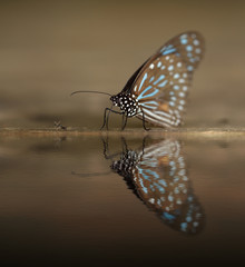 Fototapeta na wymiar Dark Blue Tiger (Tirumala septentrionis) with water reflection