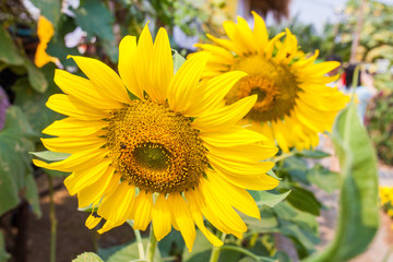 Close-up of sun flower