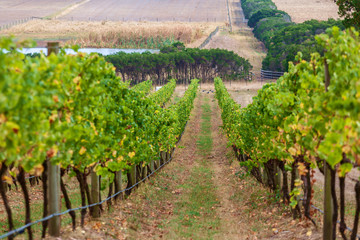 Fototapeta na wymiar Rows of grape vines going down the hill